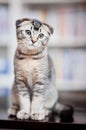 American shorthair cat Royalty Free Stock Photo