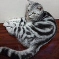 American shorthair cat Royalty Free Stock Photo