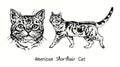 American Shorthair Cat collection, head front view and standing side view. Ink black and white doodle drawing