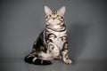 American shorthair cat on colored backgrounds Royalty Free Stock Photo