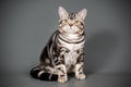 American shorthair cat on colored backgrounds