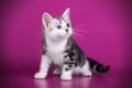 American shorthair cat on colored backgrounds Royalty Free Stock Photo