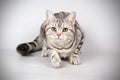 American shorthair cat on colored backgrounds Royalty Free Stock Photo