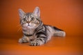 American shorthair cat on colored backgrounds Royalty Free Stock Photo