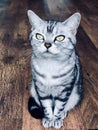 American shorthair cat with green eyes. Silver tabby kitty sit on the vintage wood floor, thinking. Sweet pet kitten short hair Royalty Free Stock Photo