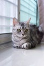 American shorthair cat is looking forward Royalty Free Stock Photo