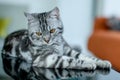 American Shorthair Cat Royalty Free Stock Photo