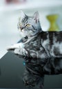 American Shorthair Cat Royalty Free Stock Photo