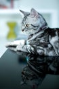 American Shorthair Cat Royalty Free Stock Photo
