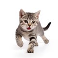 American Shorthair cat running and looking at something Royalty Free Stock Photo