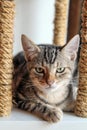 American Shorthair cat sitting on cat scratching post. Royalty Free Stock Photo