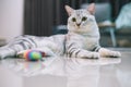 American shorthair cat sitting on a floor and playing with a toy. Royalty Free Stock Photo