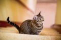 American Shorthair cat sitting Royalty Free Stock Photo