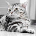 American shorthair cat Royalty Free Stock Photo