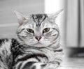 American shorthair cat Royalty Free Stock Photo