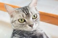 American shorthair cat is sitting and looking forward Royalty Free Stock Photo