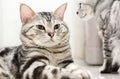 American shorthair cat is sitting Royalty Free Stock Photo