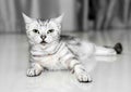 American shorthair cat is sitting and looking forward Royalty Free Stock Photo