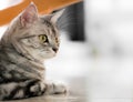 American shorthair cat is sitting and looking forward with copy Royalty Free Stock Photo