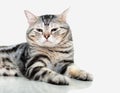 American shorthair cat is sitting and looking forward. Royalty Free Stock Photo