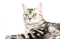 American shorthair cat is sitting Royalty Free Stock Photo