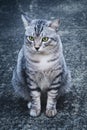 American shorthair cat sitting on the old cement floor and  waiting for food from the owner in the winter season. cool tone Royalty Free Stock Photo