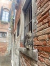 American Shorthair Cat sitting outside the window peaking in Venice