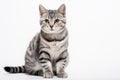 American Shorthair Cat Sitting On A White Background Royalty Free Stock Photo