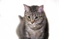 American Shorthair cat sitting Royalty Free Stock Photo