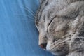 American shorthair cat sleeping on the blue pillow in the cat bed on Sunday morning, selective focus