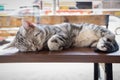 American Shorthair cat sleeping on wood stair in cat cafe