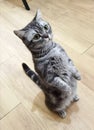 American Shorthair Cat Standing Kitten Baby Domestic Cats British Kitty Kitties Meow Pet House Pets Tiger Grooming Showcats