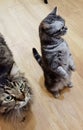 American Shorthair Cat Standing Kitten Baby Domestic Cats British Kitty Kitties Meow Pet House Pets Tiger Grooming Showcats