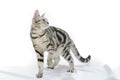 American Shorthair cat on white