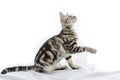 American Shorthair cat on white Royalty Free Stock Photo