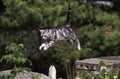 American Shorthair Domestic Cat, Adult Leaping from Wall