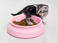 American shorthair kitten stepping on cat food. Isolate on grey