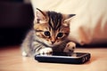 American shorthair tabby kitten using a mobile phone