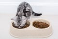 American shothair cat eating food. Isolated o white background w Royalty Free Stock Photo