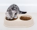 American shothair cat eating food. Isolated o white background w Royalty Free Stock Photo