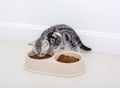 American shothair cat eating food. Isolated o white background w Royalty Free Stock Photo