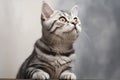 american shothair cat on gray isolated background generative ai Royalty Free Stock Photo