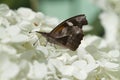 American Snout Butterfly 2 - Libytheana carinenta