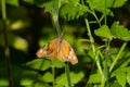 American Snout Butterfly - Libytheana carinenta Royalty Free Stock Photo