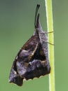 American Snout Butterfly Closeup - Libytheana carinenta