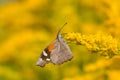 American Snout Butterfly - Libytheana carinenta