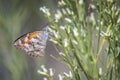 American Snout Butterfly Feeds on Flowering Baccharis