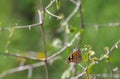 American Snout Butterfly on Flower, Arizona Royalty Free Stock Photo