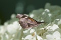 American Snout Butterfly - Libytheana carinenta