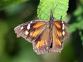 American Snout Butterfly Royalty Free Stock Photo